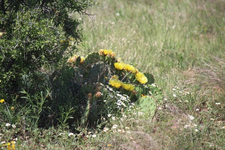 3,920 Acre Texas Cattle and Hunting Ranch Auction - image 3