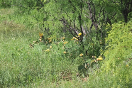 3,920 Acre Texas Cattle and Hunting Ranch Auction - image 15