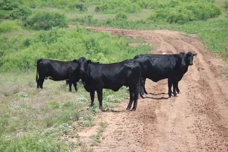 3,920 Acre Texas Cattle and Hunting Ranch Auction - image 2