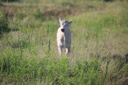 3,920 Acre Texas Cattle and Hunting Ranch Auction - image 20
