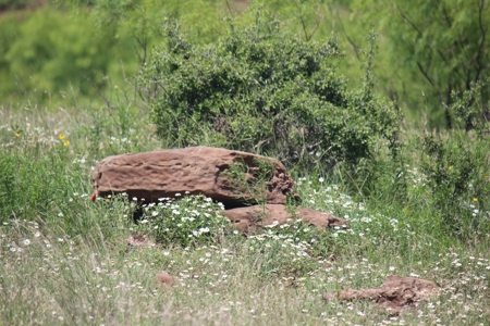 3,920 Acre Texas Cattle and Hunting Ranch Auction - image 4