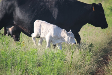 3,920 Acre Texas Cattle and Hunting Ranch Auction - image 22