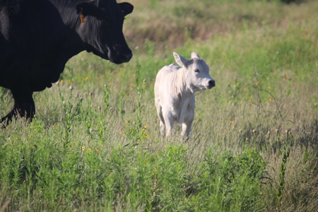 3,920 Acre Texas Cattle and Hunting Ranch Auction - image 21