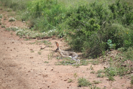 3,920 Acre Texas Cattle and Hunting Ranch Auction - image 5