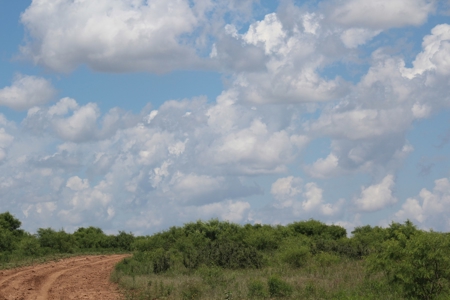3,920 Acre Texas Cattle and Hunting Ranch Auction - image 7