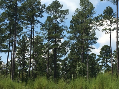Natural Pine Timber /Hunting Land for Sale in Southern AR - image 3