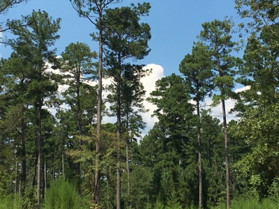 Natural Pine Timber /Hunting Land for Sale in Southern AR - image 1
