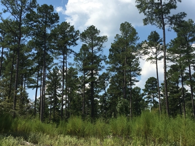 Natural Pine Timber /Hunting Land for Sale in Southern AR - image 2