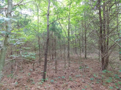 Commercial Building & Contents/5.3 Acre Tract Auction - image 33