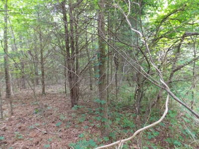 Commercial Building & Contents/5.3 Acre Tract Auction - image 34