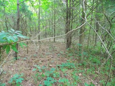 Commercial Building & Contents/5.3 Acre Tract Auction - image 32