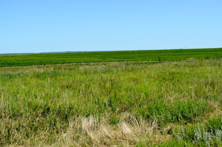 162± Acres of Farmland & Pasture in Ottawa County, Kansas - image 3