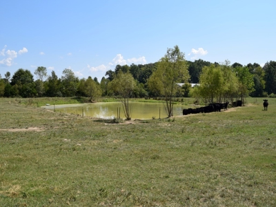 For Sale At Auction Farm East Tn/ Jefferson Co/ White Pine - image 26