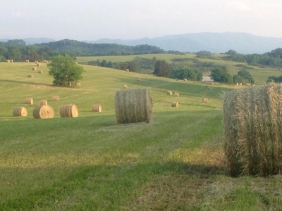 For Sale At Auction Farm East Tn/ Jefferson Co/ White Pine - image 40