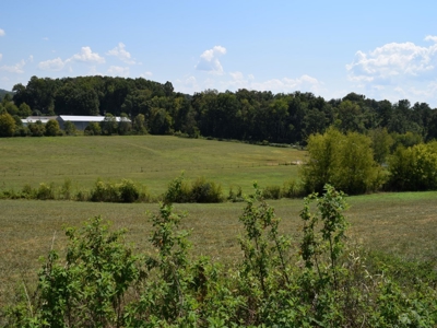For Sale At Auction Farm East Tn/ Jefferson Co/ White Pine - image 22