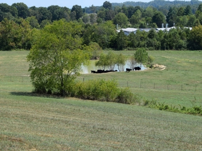 For Sale At Auction Farm East Tn/ Jefferson Co/ White Pine - image 21