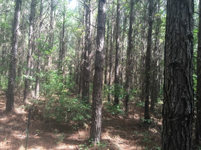 Tree Farm for Sale in central Arkansas within Grant County - image 3