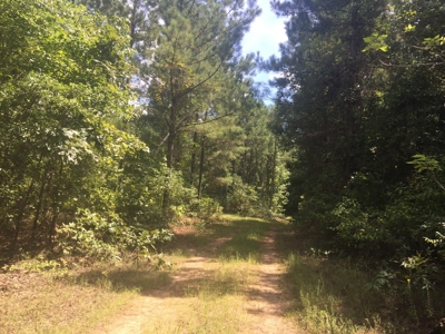 Tree Farm for Sale in central Arkansas within Grant County - image 11