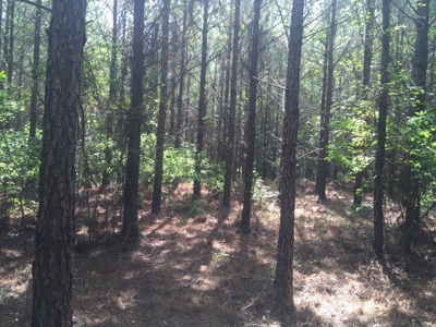 Tree Farm for Sale in central Arkansas within Grant County - image 5