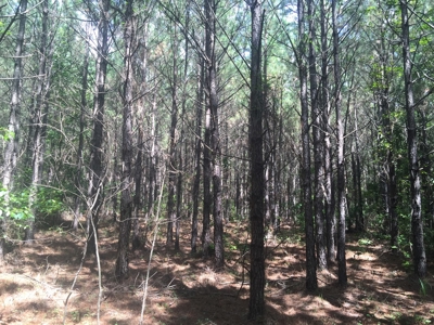 Tree Farm for Sale in central Arkansas within Grant County - image 7