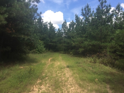 Tree Farm for Sale in central Arkansas within Grant County - image 10
