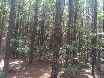 Tree Farm for Sale in central Arkansas within Grant County - image 9