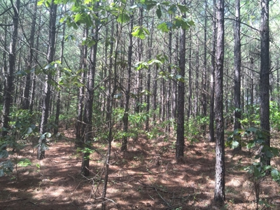 Tree Farm for Sale in central Arkansas within Grant County - image 8