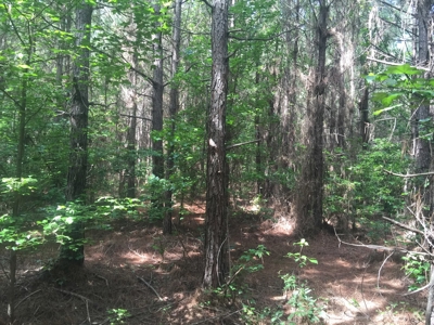 Tree Farm for Sale in central Arkansas within Grant County - image 4