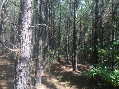 Tree Farm for Sale in central Arkansas within Grant County - image 6