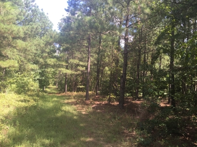 Tree Farm for Sale in central Arkansas within Grant County - image 12