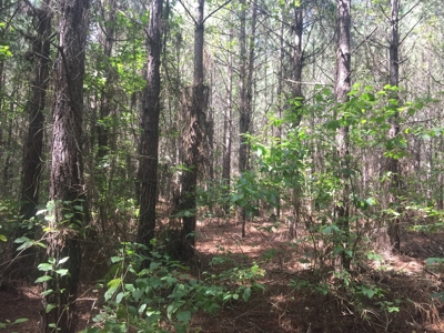 Tree Farm for Sale in central Arkansas within Grant County - image 2