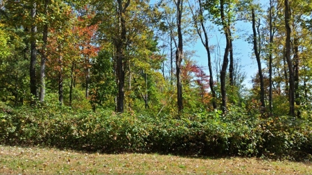 Spectacular Mountaintop Residential Development in VA! - image 9