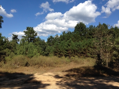 Union County Uneven-Aged Natural Pine Timber Land for Sale - image 3