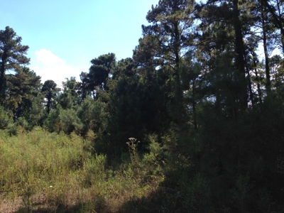 Union County Uneven-Aged Natural Pine Timber Land for Sale - image 2