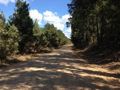 Union County Uneven-Aged Natural Pine Timber Land for Sale - image 1
