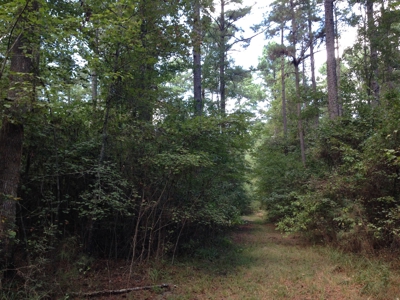 Natural Timberland for sale on the Arkansas /Louisiana Line - image 3
