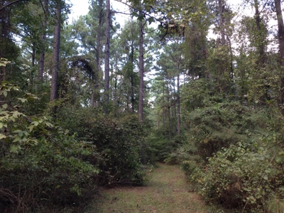 Natural Timberland for sale on the Arkansas /Louisiana Line - image 2