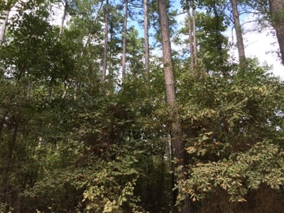 Small Acreage Timbered Land For Sale in Nevada County, AR - image 2