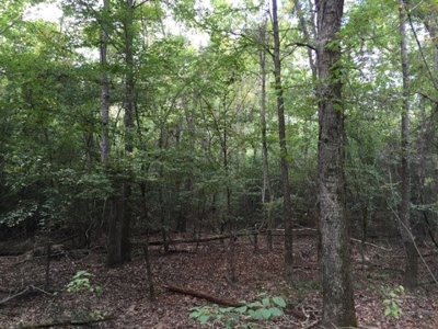 Small Acreage Timbered Land For Sale in Nevada County, AR - image 4