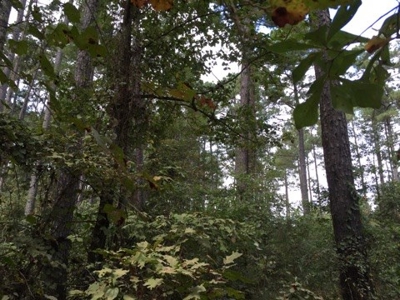 Small Acreage Timbered Land For Sale in Nevada County, AR - image 5