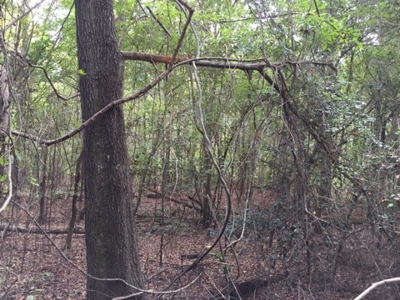 Small Acreage Timbered Land For Sale in Nevada County, AR - image 3