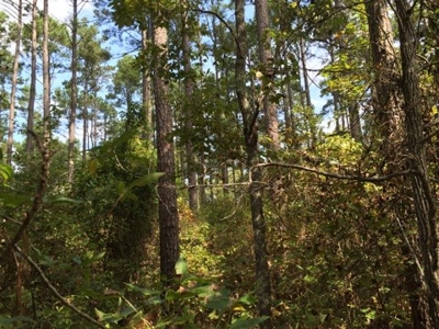 Small Acreage Timbered Land For Sale in Nevada County, AR - image 1