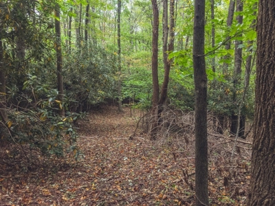 75 Acres of Hunting & Recreational Land for Auction in VA! - image 27