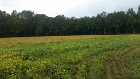 Auction!  209+ Acres Farmland - Hunting 0R Timberland Nov 19 - image 2