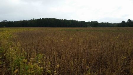 Auction!  209+ Acres Farmland - Hunting 0R Timberland Nov 19 - image 5