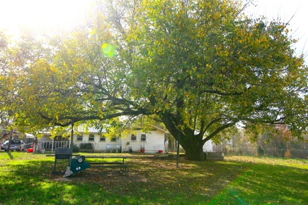 Country Home in the Ozarks For Sale - image 22