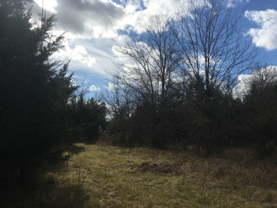 Old Field Timber Hunting Land for sale in Southwest Arkansas - image 5
