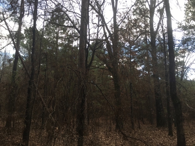 Old Field Timber Hunting Land for sale in Southwest Arkansas - image 9