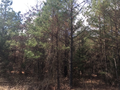 Old Field Timber Hunting Land for sale in Southwest Arkansas - image 6