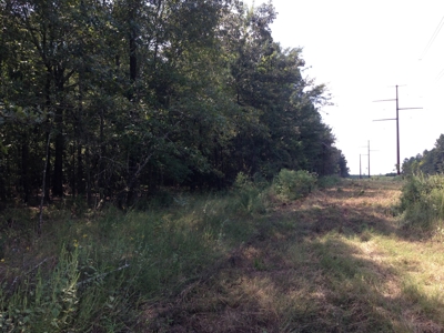 Old Field Timber Hunting Land for sale in Southwest Arkansas - image 1